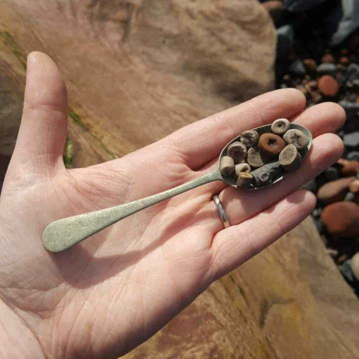 Beachcombing find: IMG 20170403 124920 969