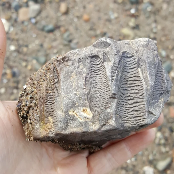 Beachcombing find: IMG 20170401 125613 356