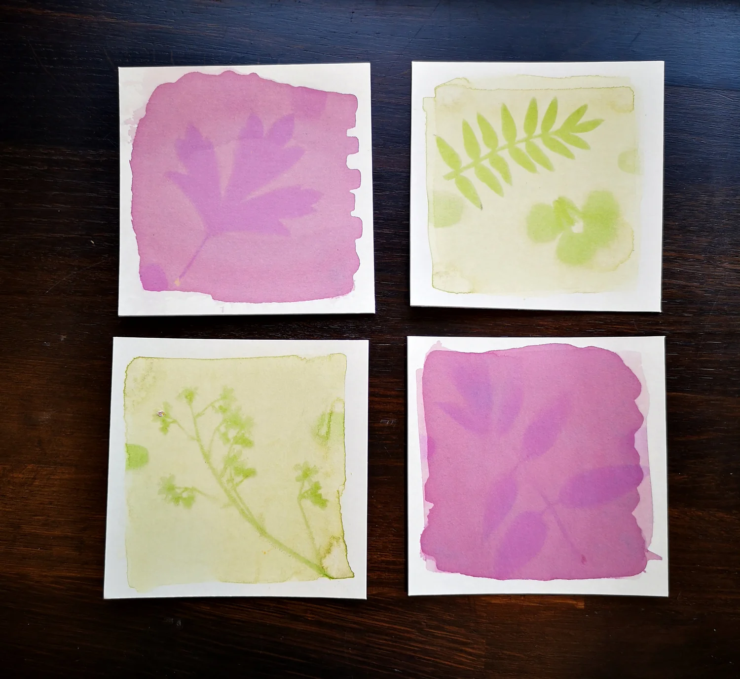 Anthotypes - project photograph 3