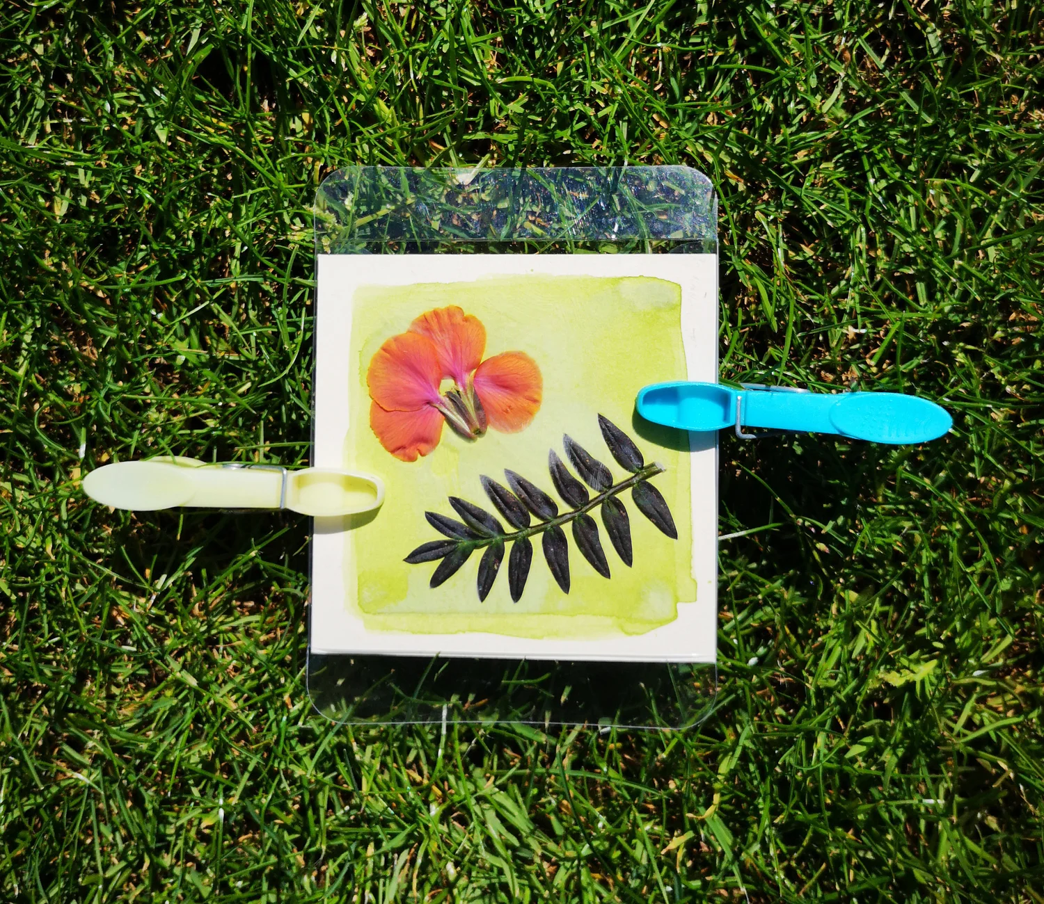 Anthotypes - project photograph 9