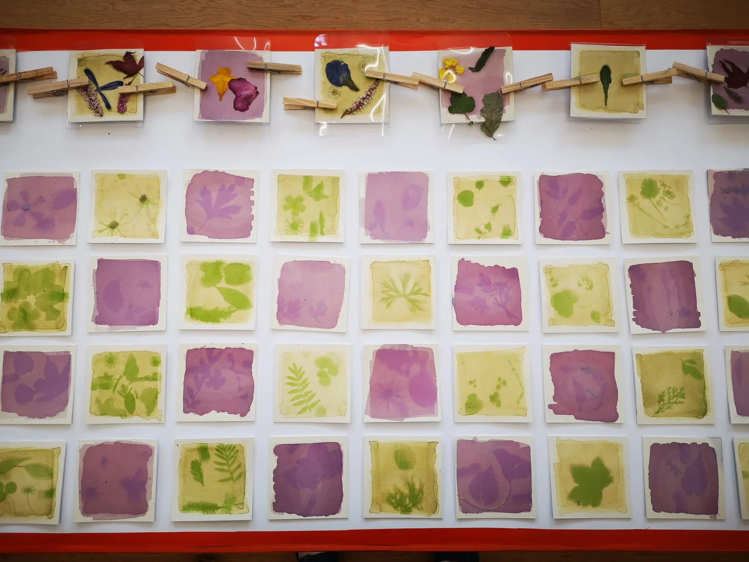 Anthotypes - project photograph 17