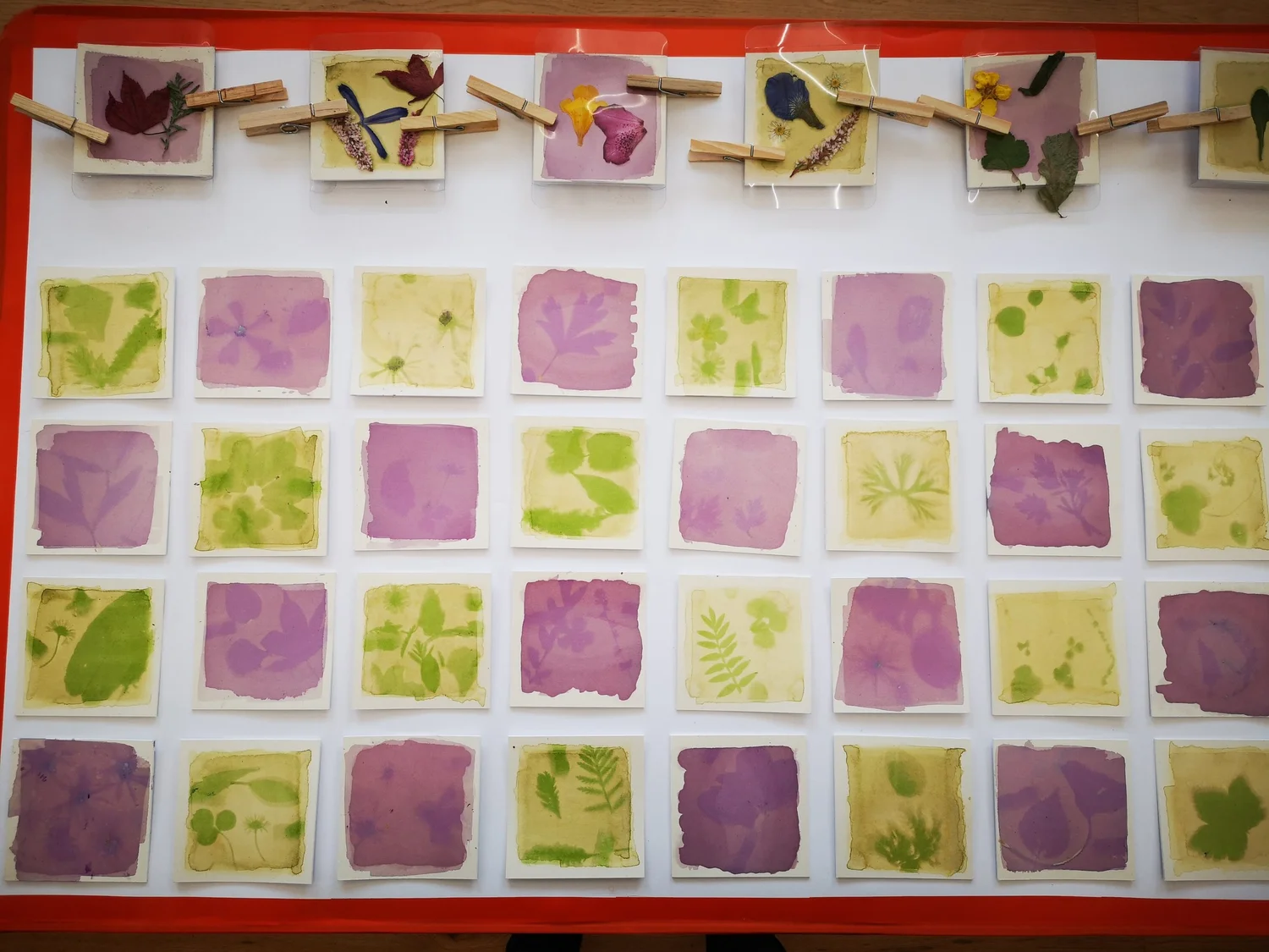 Anthotypes - project photograph 35